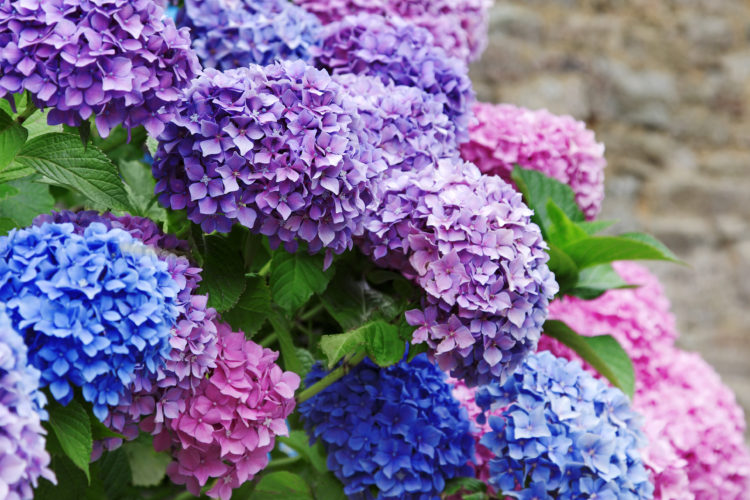 Hydrangea Flowers: Buy The Perfect Flower Bouquet